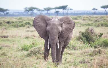 Obraz premium Elephant with ears out about to charge