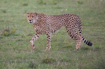 Impressive closeup of a cheetah walking in green grass in Africa