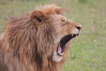 Lion roaring and showing off impressive teeth