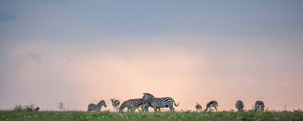 Zebra and antelope walk a grassy ridgeline in this Africa safari photo made more dramatic by the setting sunset colors in the sky
