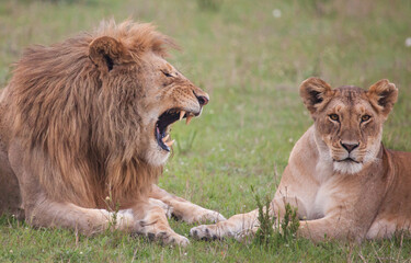 Lion roaring and showing off impressive teeth