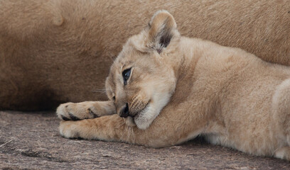 Cutest baby lion cub ever in a closeup wild shot from the serengeti.