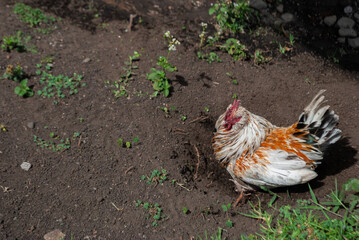 domestic hen sitting on the ground, egg incubation position, farm