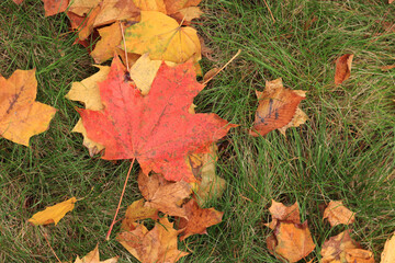 Many autumn fallen maple leaves on the meadow. Fallen autumn leaves on the grass, yellow maple leaves on a sunny day. Nature background. Fallen yellow leaves on the ground. Autumn background