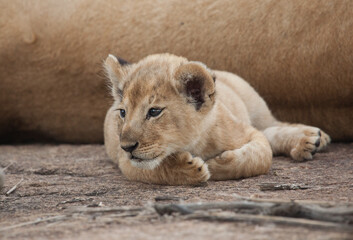 Cutest baby lion cub ever in a closeup wild shot from the serengeti.