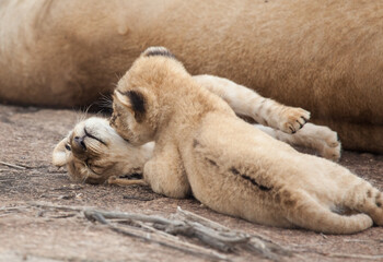 Two sleepy lion cubs are about as cute as animals get