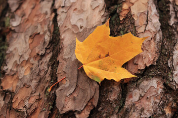 Yellow autumn leaf against the background of pine bark. Fallen leaf stuck in the bark of a nearby tree. Natural autumn background. Autumn colors in the forest, close-up of a leaf