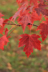 Red maple leaves, blurred background. Natural autumn background. Maple with red autumn leaves. Bright colors of autumn