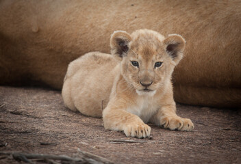 Cutest baby lion cub ever in a closeup wild shot from the serengeti.