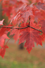 Red maple leaves, blurred background. Natural autumn background. Maple with red autumn leaves. Bright colors of autumn