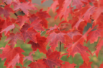Red maple leaves, blurred background. Natural autumn background. Maple with red autumn leaves. Bright colors of autumn