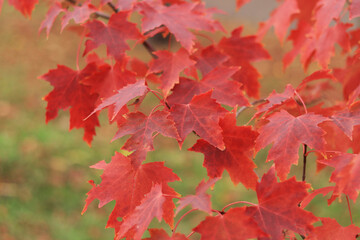 Red maple leaves, blurred background. Natural autumn background. Maple with red autumn leaves. Bright colors of autumn