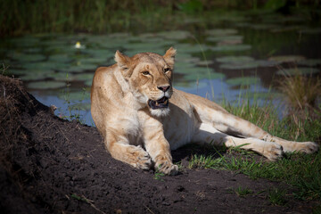 Lion roaring and showing off impressive teeth