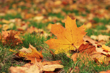 Autumn leaf close-up, selective focus. Fallen autumn leaves on the grass, yellow maple leaf. Nature background. Fallen yellow leaves on the ground. Autumn background