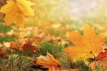 Autumn leaf close-up, selective focus. Fallen autumn leaves on the grass, yellow maple leaf. Nature background. Fallen yellow leaves on the ground. Autumn background