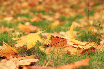Autumn leaf close-up, selective focus. Fallen autumn leaves on the grass, yellow maple leaf. Nature background. Fallen yellow leaves on the ground. Autumn background