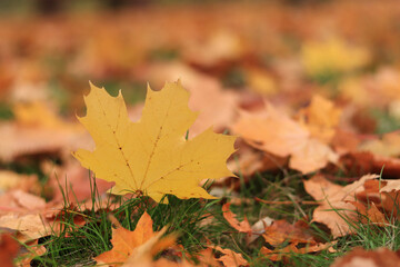 Autumn leaf close-up, selective focus. Fallen autumn leaves on the grass, yellow maple leaf. Nature background. Fallen yellow leaves on the ground. Autumn background