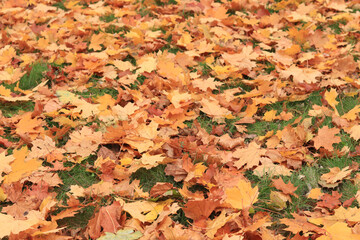 Many autumn fallen maple leaves on the meadow. Fallen autumn leaves on the grass, yellow maple leaves on a sunny day. Nature background. Fallen yellow leaves on the ground. Autumn background