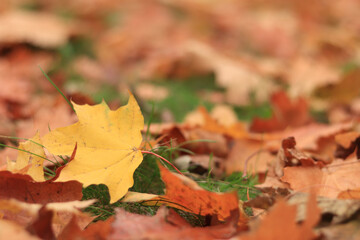 Autumn leaf close-up, selective focus. Fallen autumn leaves on the grass, yellow maple leaf. Nature background. Fallen yellow leaves on the ground. Autumn background