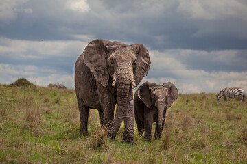 Fototapeta premium Mother and baby elephant in the green grass with dramatic sky and clouds behind them