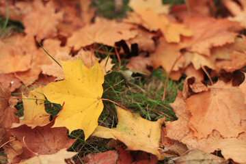 Autumn leaf close-up, selective focus. Fallen autumn leaves on the grass, yellow maple leaf. Nature background. Fallen yellow leaves on the ground. Autumn background