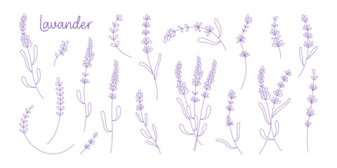 Lavender blooming wildflower on branch stem minimal line hand drawn art isolated elements set
