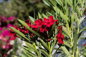 Red oleander flowers with green leaves in sunlight
Bright red oleander flowers in full bloom...