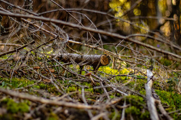 tree trunk fallen in the forest