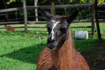brown llama or lama, inside a farmhouse