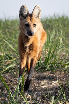 Lobo-guar&aacute;  livre em seu habitat natural