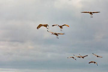 Flock of sandhill cranes (Antigone canadensis) in flight