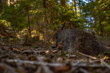 stump with moss in the autumn forest