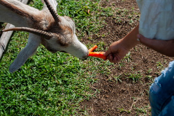 girl feeding a goat, inside a farmhouse, sunny day