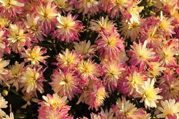 Multi  colored mum flowers