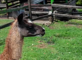 brown llama or lama, inside a farmhouse