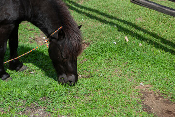 horse with saddle inside a tourist farm