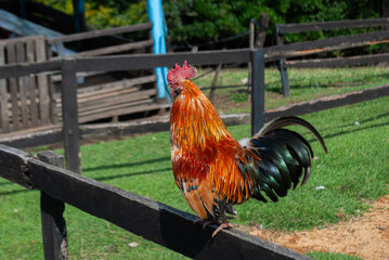 funny rooster running on top of a fence, on a farm