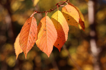 Book leaves in sunny autumn