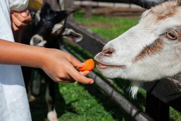girl feeding a goat, inside a farmhouse, sunny day