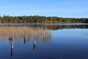 Reflection in the lake autumn