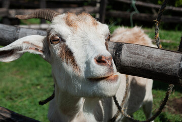 funny goat inside a pen, farmhouse