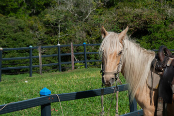 horse with saddle inside a tourist farm