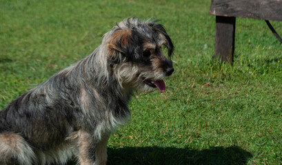 cute dog without breed posing for a photo, in a green area or park