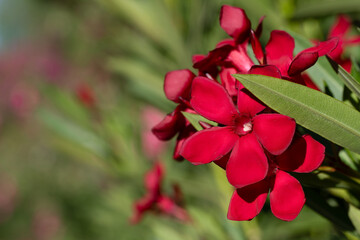 Bright red oleander flowers in full bloom against a soft-focus green background, highlighting the...