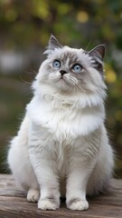 Obraz premium Cute beautiful white cat