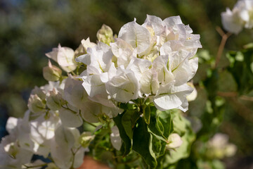 Delicate white bougainvillea flowers in bloom with green leaves, captured in natural sunlight against a blurred background, embodying Mediterranean elegance.
