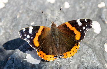 Red Admiral butterfly (Vanessa atalanta) perched on a surface. The butterfly's distinctive wing pattern is clearly visible, with its rich, velvety black wings adorned with bold orange and white bands