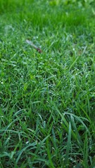 Fresh green grass with morning dew drops glistening in natural light. Macro shot capturing vibrant lawn texture and water droplets. Perfect for spring, gardening, nature, and environmental themes.