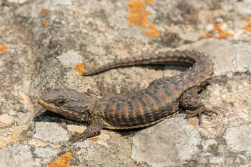 A beautiful Transvaal girdled lizard (Cordylus vittifer), also known as Reichenow's spiny-tailed lizard, or Common girdled lizard, in the wild