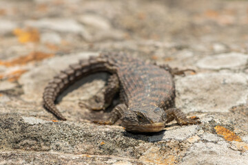 A beautiful Transvaal girdled lizard (Cordylus vittifer), also known as Reichenow's spiny-tailed lizard, or Common girdled lizard, in the wild